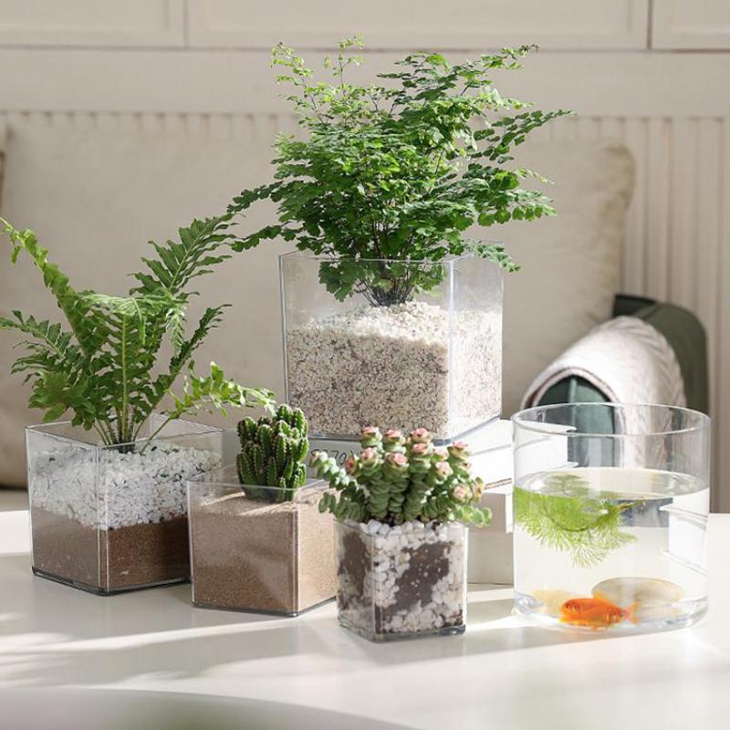 Квадратные и круглые прозрачны – обзор и цена Bonsai Garden Nursery